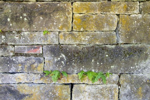Old Stacked Stone Block Wall with Ferns Growing Through Cracks
