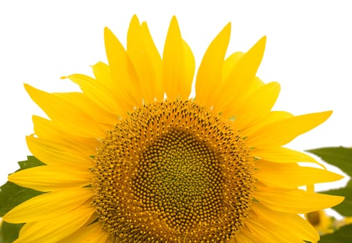 	Sunflowers on the white background