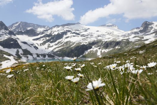 Austria Grimming 13-07-2013 Field of daisys large view