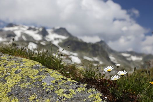 Austria Grimming 12-07-2013 Little daisy on the rock