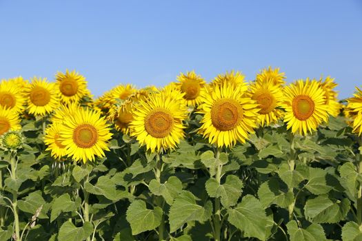 Austria Grimming 14-07-2013 The sunflower with the blue sky in background