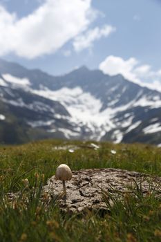 Austria Grimming 13-07-2013 A little fungus in the turd