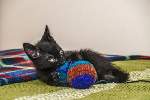 Little bombay breed kitten playing with a toy
