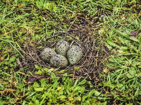 Southern lapwing (Vanellus chilensis) eggs in the Chilean Patagonia on winter