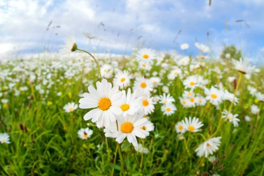 white chamomile flowers on summer meadow over blue sky