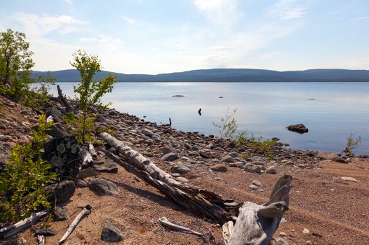 Picturesque snag on the lake in summer day. Tolvand lake. Iovskoe reservoir. Karelia