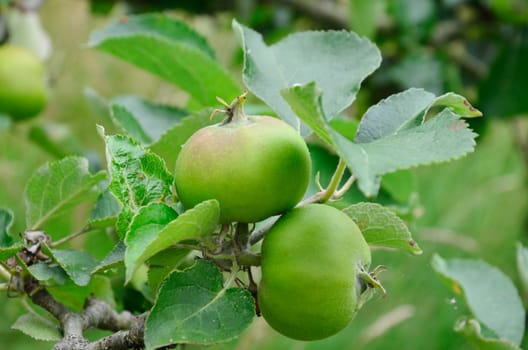 Two Growing apples on tree