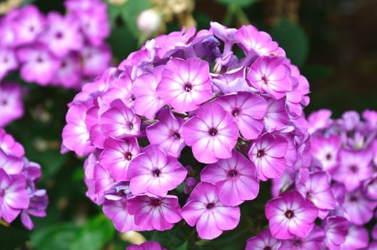 Lavendar Flower