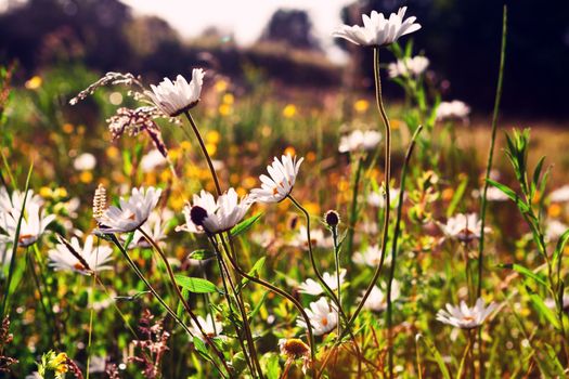 daisy summer flowers in sunset light