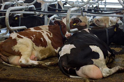 milch cows during milking at barn stall in farm