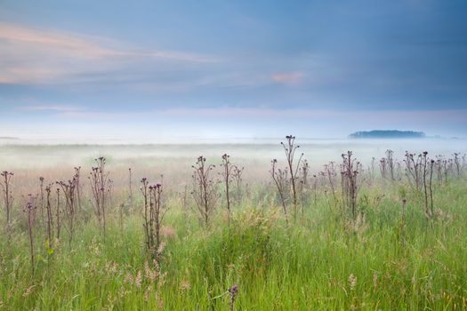 summer misty meadow with wildflowers at sunrise