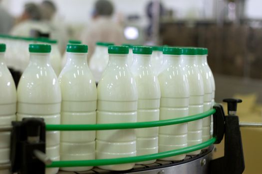 Dairy Plant. Conveyor with milk  bottles.