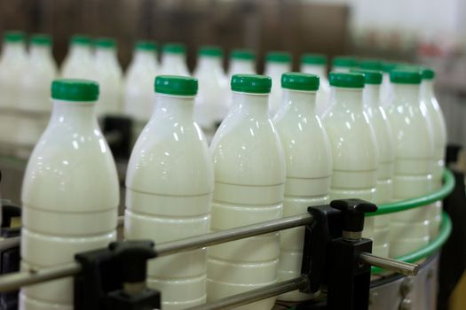 Dairy Plant. Conveyor with milk  bottles.