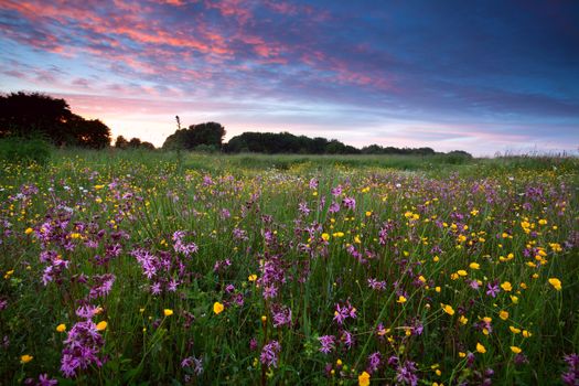 pink wildflowers on summer meadow at sunset