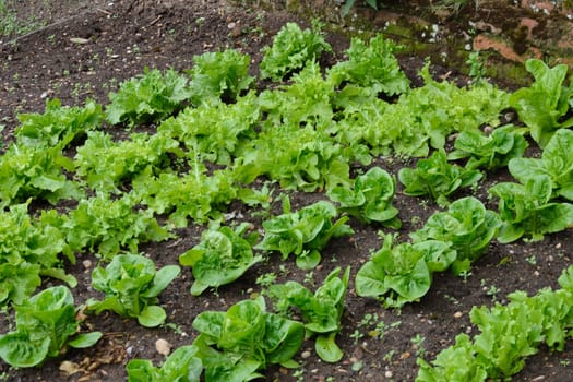 Rows of lettuces in garden