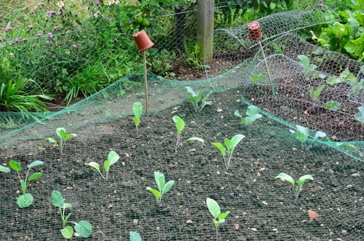 Young Cabbages in garden