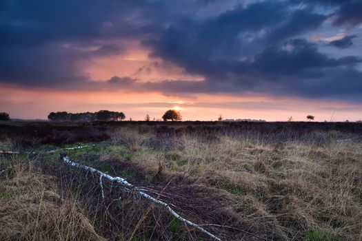 warm sunset over wild marshes, Drenthe, Netherlands