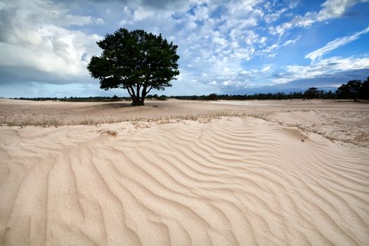 sand texture on dune and blue sky