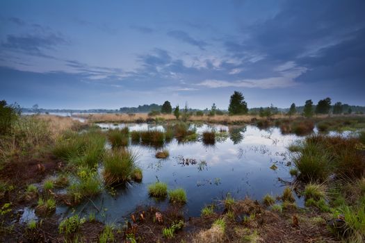 water swamp in dusk, Drenthe, Netherlands