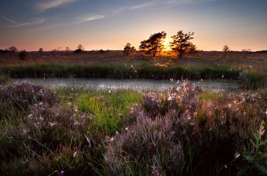 sunset over swamps and flowering heather, Focheloerveen, Netherlands