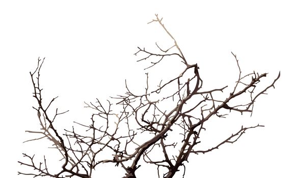 illustration of dry  twigs on a white background