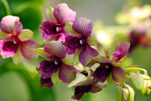 Beautiful stem of purple and green orchids