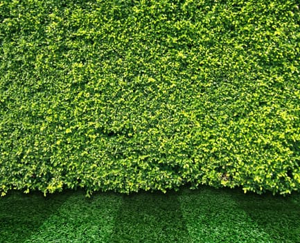 Green leaves wall and grass for background