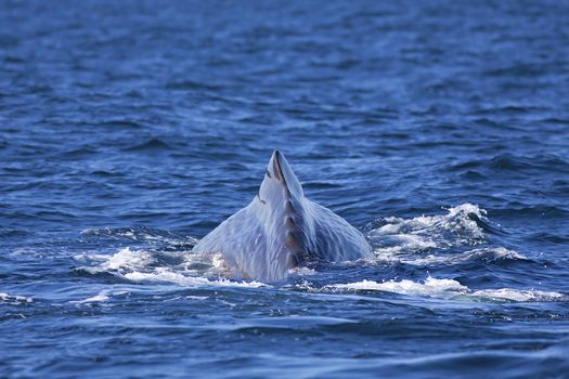 The back of a Sperm Whale in Norwegian waters