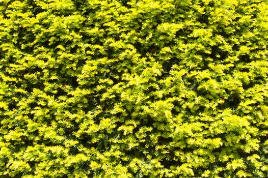 Branches coniferous tree abstract background