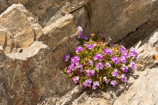 Alpine flowers on a stone background, closeup