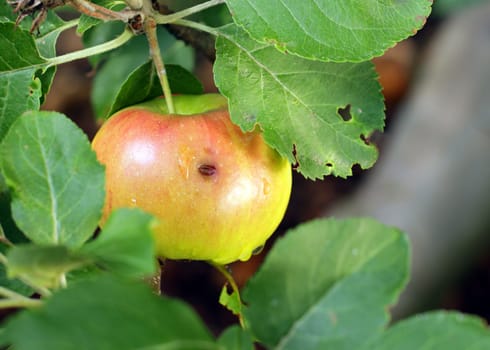 Eco apple growing on tree in summer