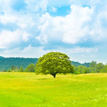 Green planet - Earth; green summer landscape scenic view.