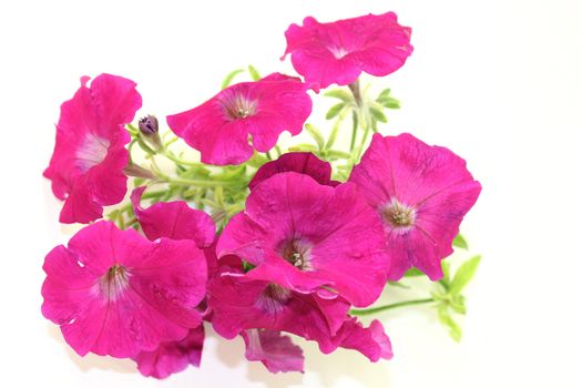 Petunia flowers and leaves against a white background