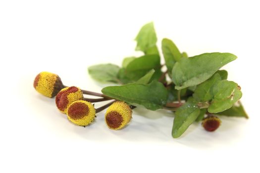 fresh yellow and brown Paracress on a bright background