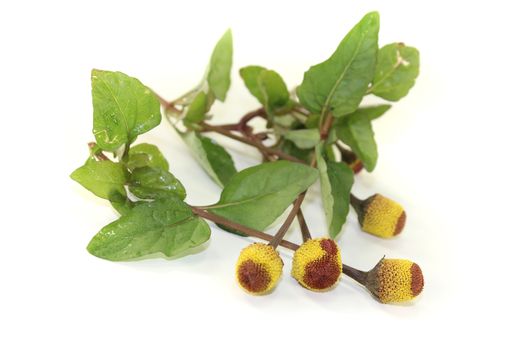 blooming yellow and brown Paracress on a bright background