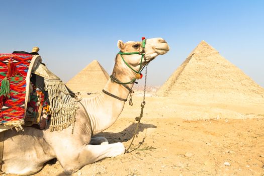 A patient camel with a colorful saddle waits for its owner in front of the pyramids of Giza in Cairo, Egypt. Vertical