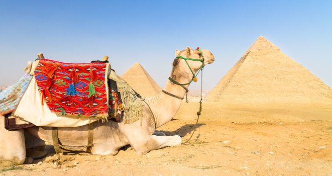 A patient camel with a colorful saddle waits for its owner in front of the pyramids of Giza in Cairo, Egypt. Vertical
