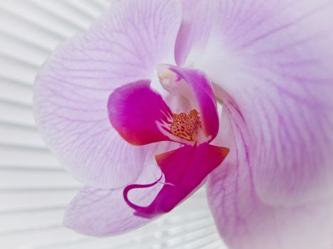 Pink orchid (Phalaenopsis)