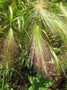 ornamental grass