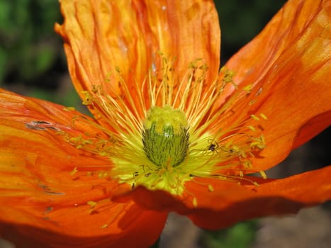 Orange poppy