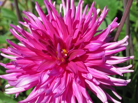 Pink Dahlia