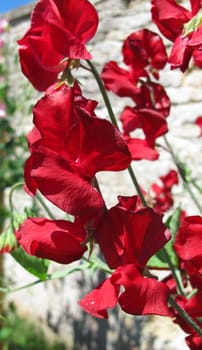 Sweet pea flowers