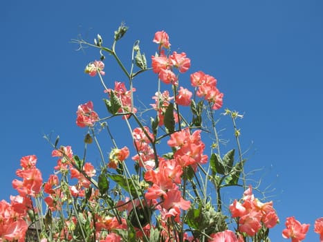 Sweet pea flowers