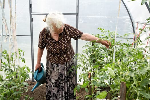 The old woman in a hothouse at bushes of tomatoes