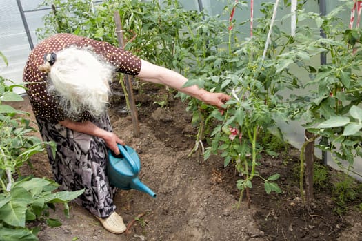 The old woman in a hothouse at bushes of tomatoes