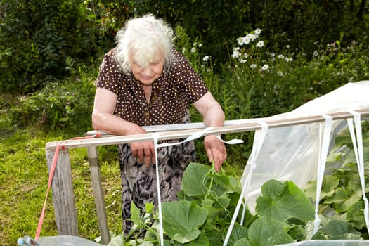 The old woman in a hothouse at bushes of Cucumbers