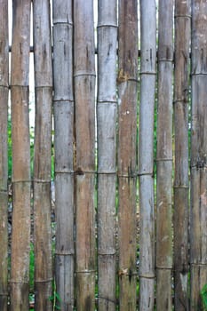 Bamboo Wall Texture