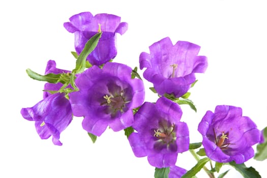 Violet campanula isolated  on a white background