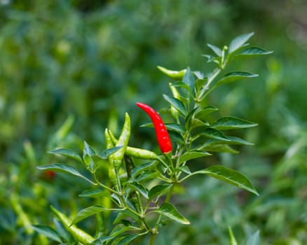 Ripe red chili on stem