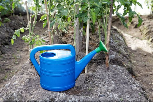 Watering can in a hothouse with tomatoes